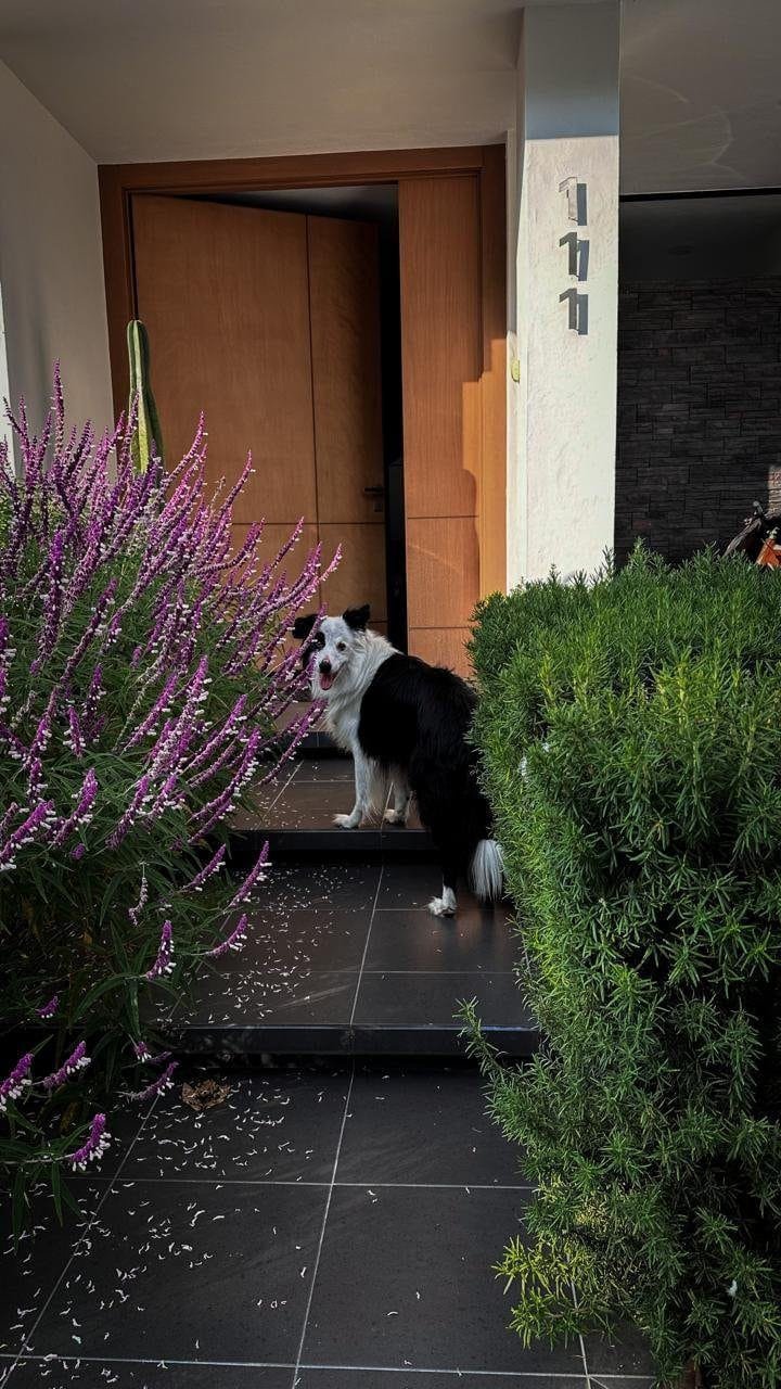 Entrada con pisos negros decorada con un pasillo de plantas y un perro